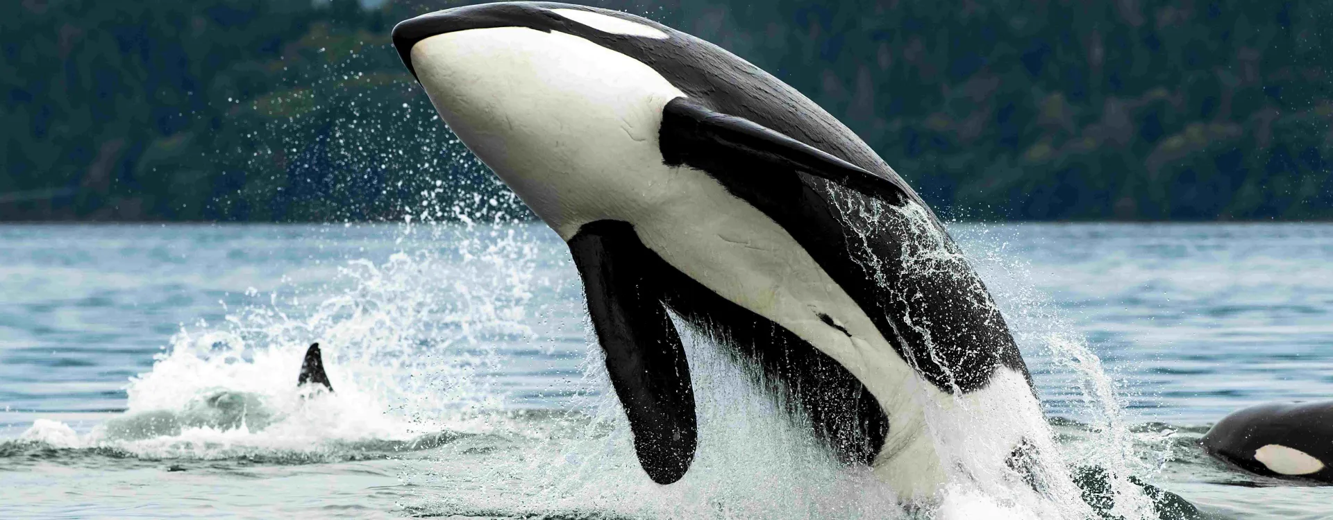 L'Île de Vancouver au Canada 