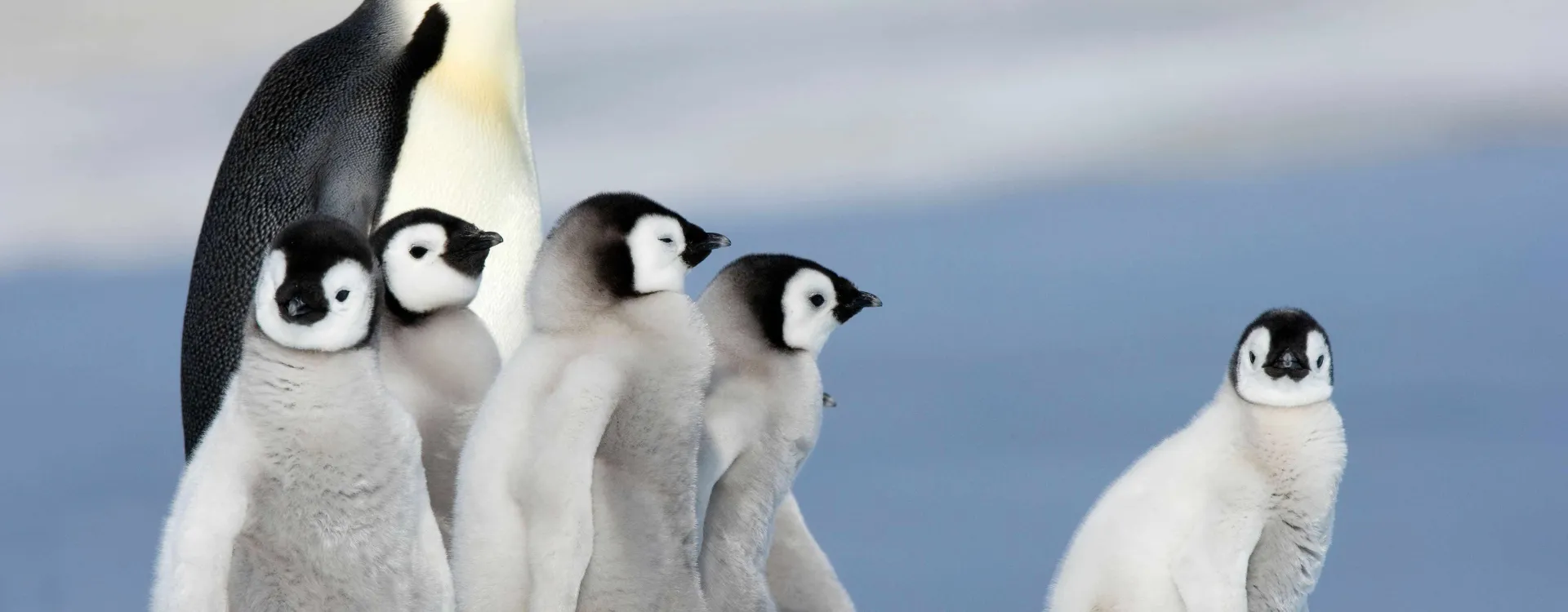Manchots au pôle Sud 