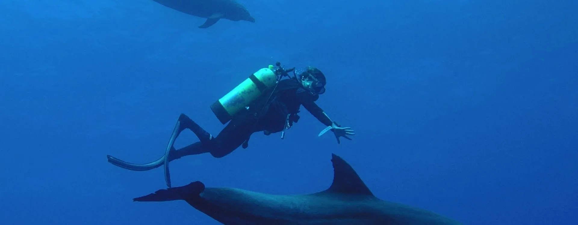 Un plongeur entouré de dauphins en Polynésie.