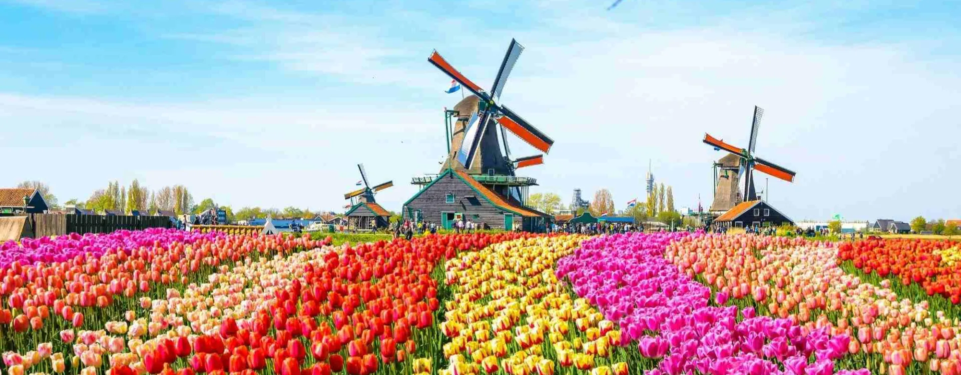 Champs de tulipes multicolores près d’Amsterdam au printemps