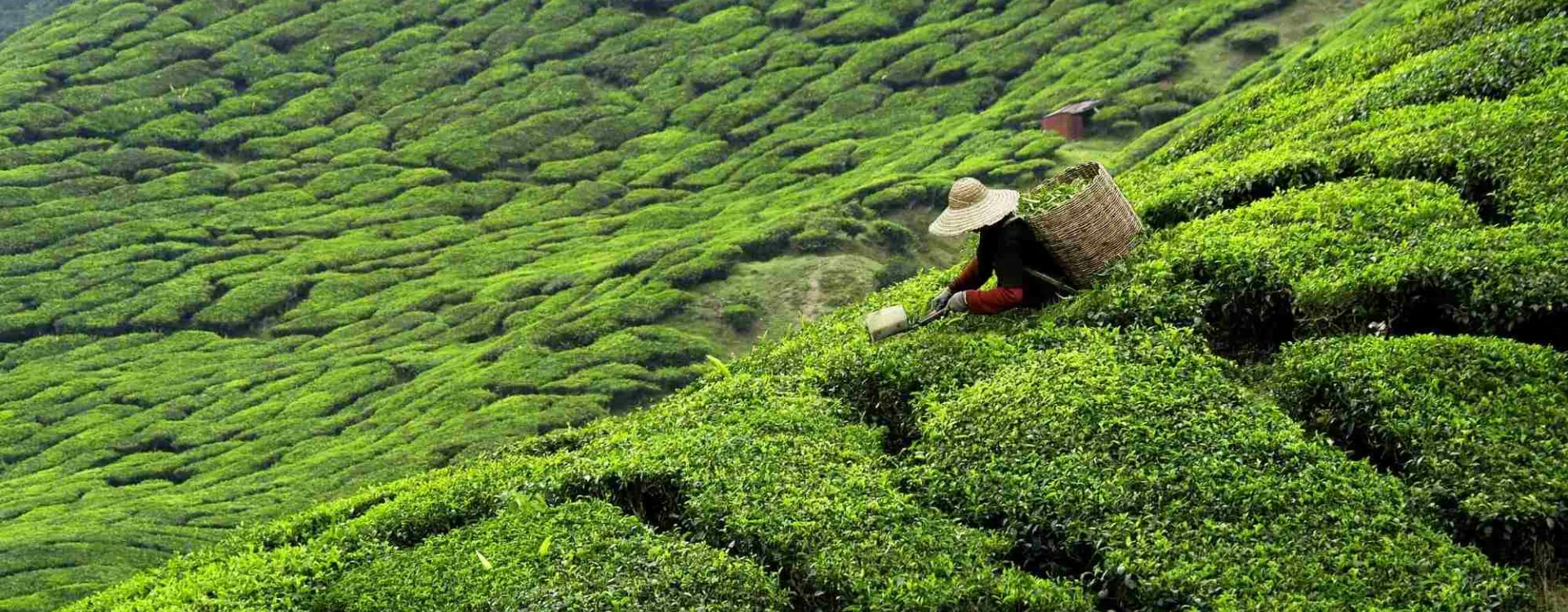 Tour du monde du thé : tea time, rituels et plantations à travers le monde