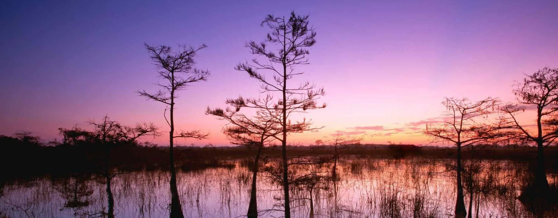 Paysage des Everglades en Floride à l’aube, avec cyprès et eaux marécageuses reflétant un écosystème fragile