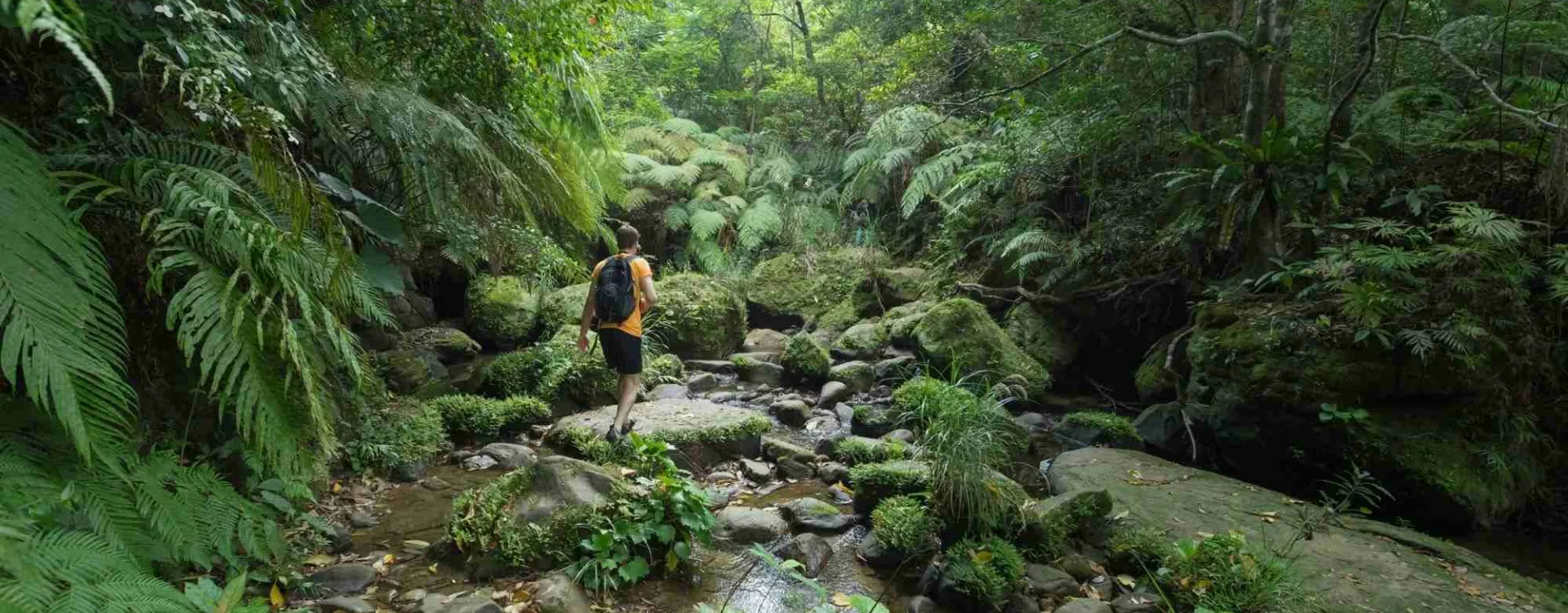 Homme explorant une jungle tropicale dense, situation typique de survie en milieu hostile