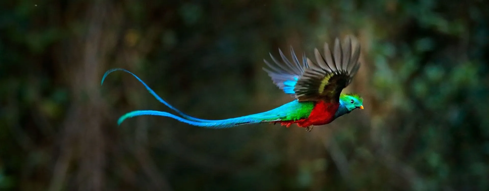 Quetzal resplendissant, l’un des plus beaux oiseaux du monde, en vol au Costa Rica