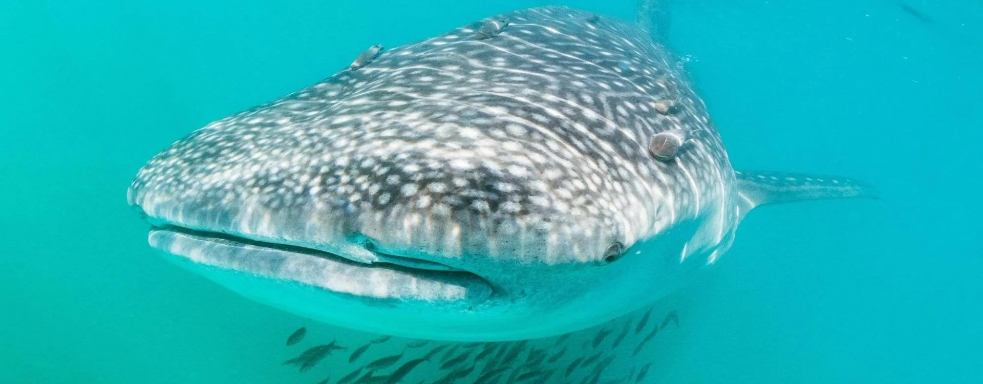 Rencontre rapprochée avec un requin-baleine lors d’une plongée à Cuba