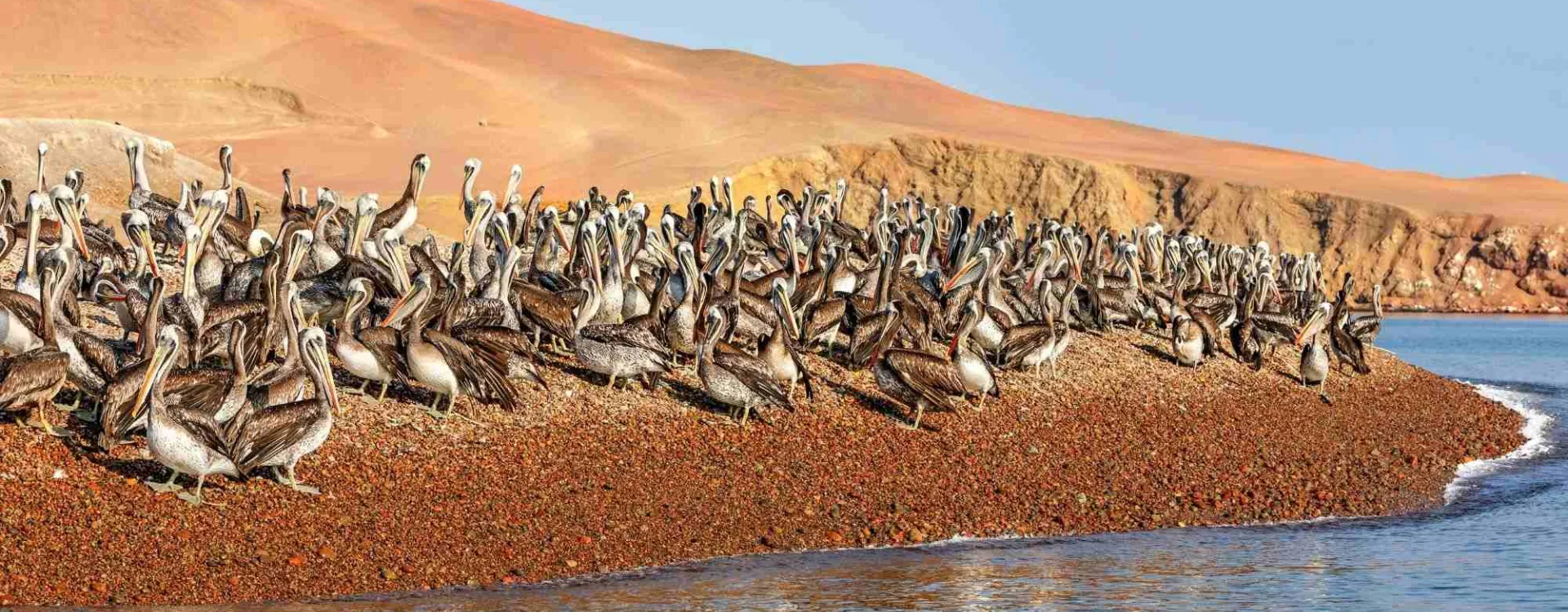 Pélicans sur les îles Ballestas dans la réserve nationale de Paracas au Pérou