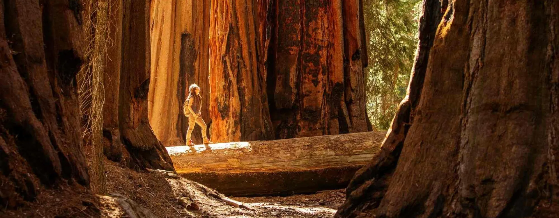 Randonneur dans le parc national de Sequoia en Californie parmi les séquoias géants