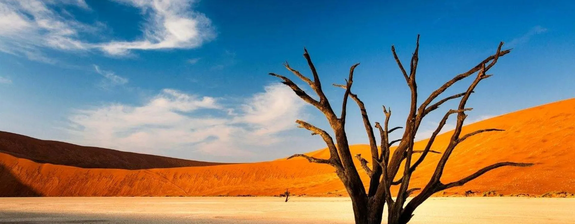 Arbre pétrifié au milieu des dunes rouges de Sossusvlei dans le parc national du Namib-Naukluft en Namibie