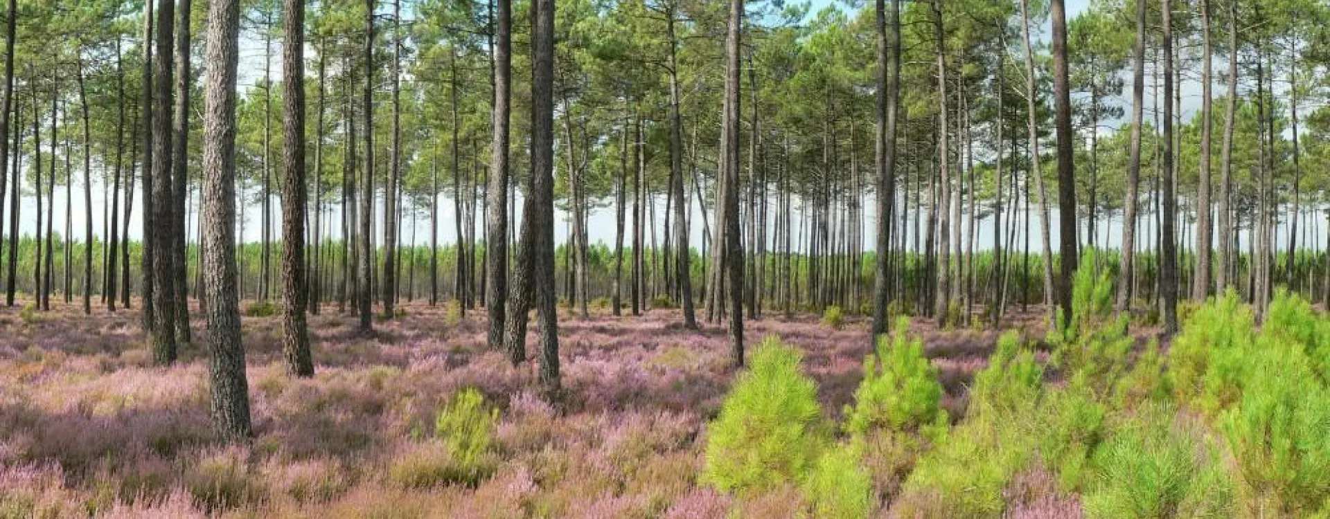 Une forêt de pins dans les Landes, paysage emblématique de la région