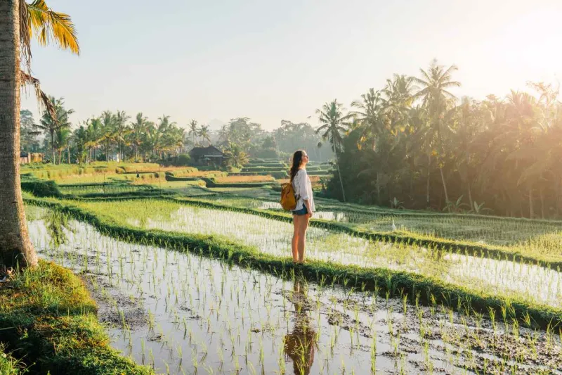 Rizière à Bali en Indonésie