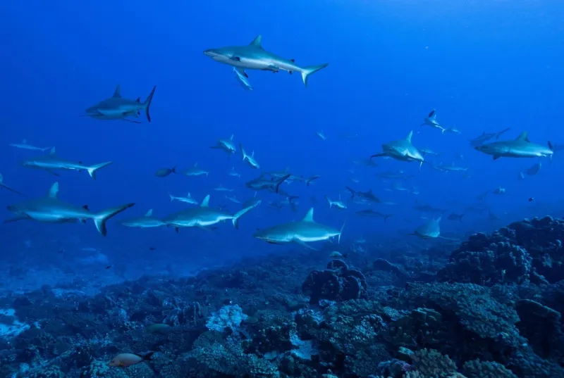 Un banc de requins à Fakarava
