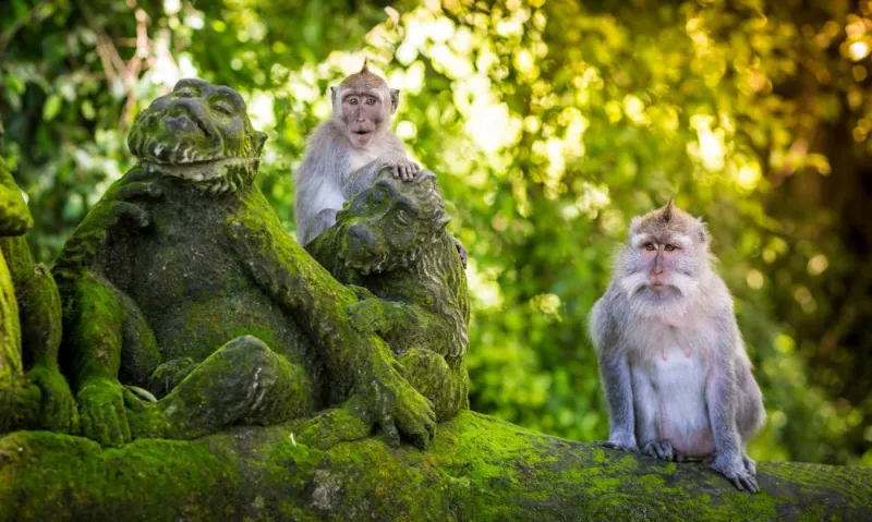 Monkey Forest en Indonesie