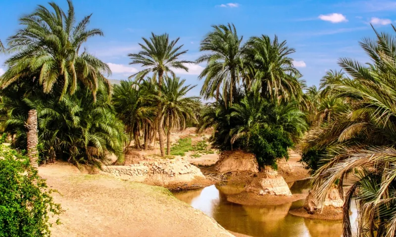 Oasis dans le Sahara algérien