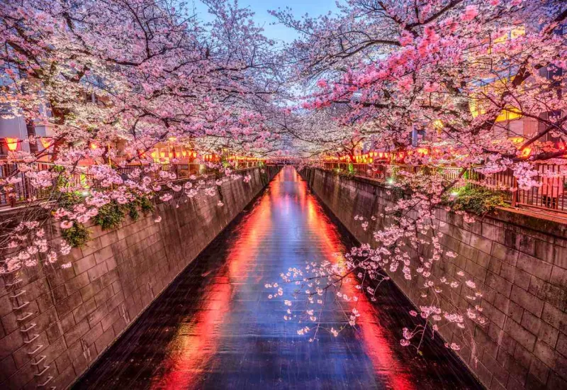 Pour admirer les cerisiers en fleurs, partez au Japon entre avril et mai.