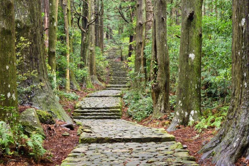 Le chemin de pèlerinage de Kumano Kodō.