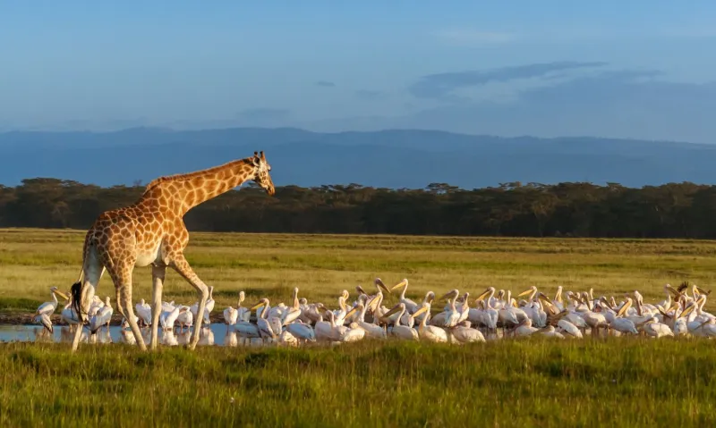 Lac Nakuru au Kenya