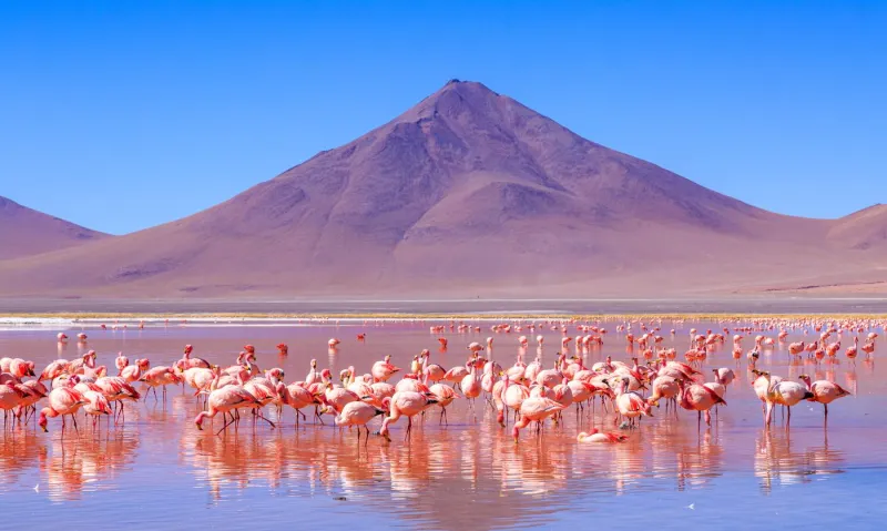 Flamants roses sur la Laguna Colorada en Bolivie