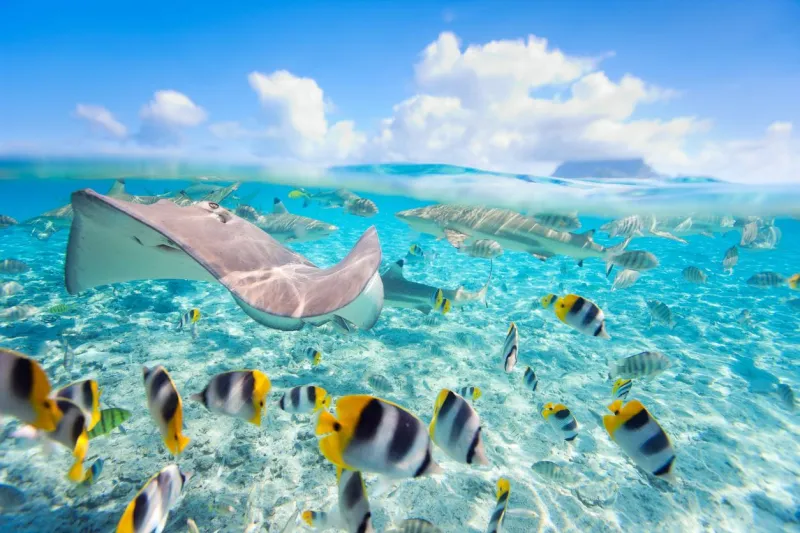 Nager avec les raies est une attraction phrase de Bora-Bora.