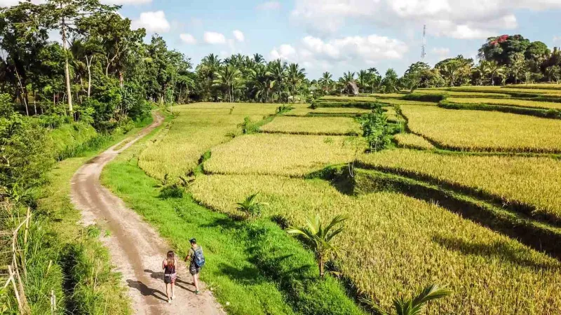 Les rizières de Tetebatu sont situées à un peu plus d'une heure de Kuta en voiture.