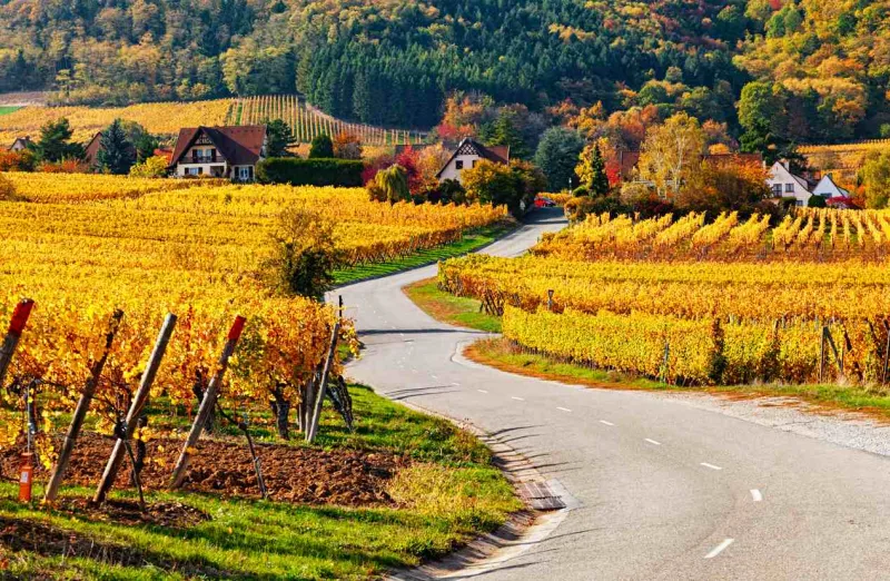 En novembre, la Route des Vins d’Alsace se pare de couleurs automnales.