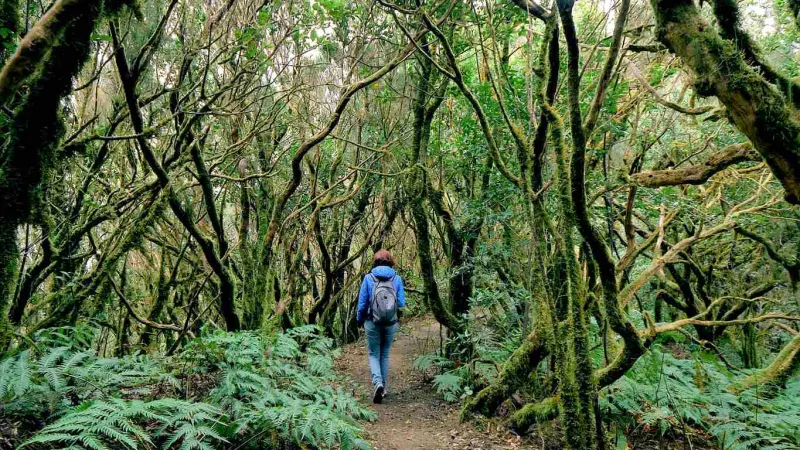 La forêt de laurier d’Anaga.