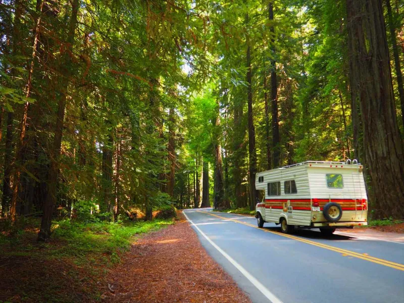 Observez les arbres les plus hauts du monde sur l'Avenue of the Giants.