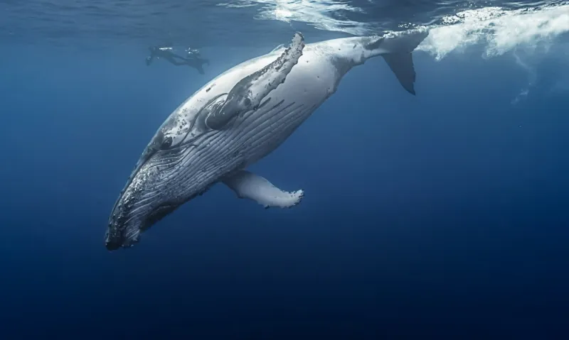 Vivez une aventure inoubliable en nageant avec les baleines à bosse au large de La Réunion.