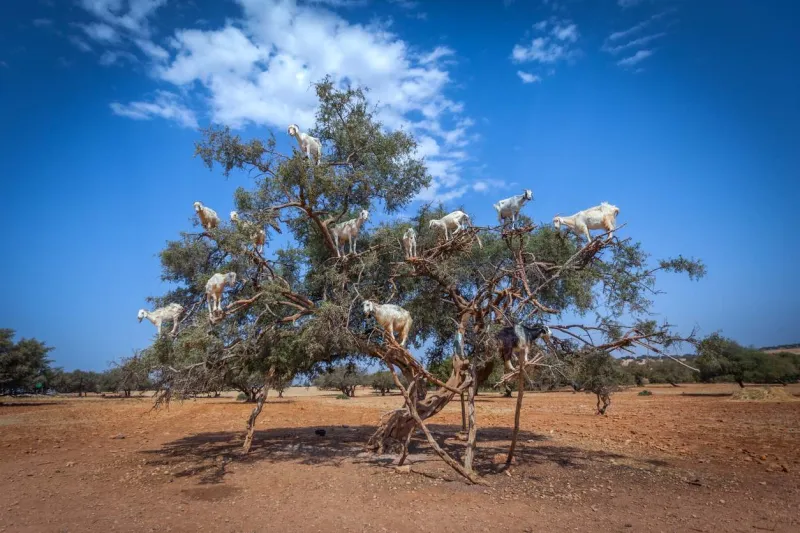 Sur la route d'Essaouira, ouvrez l’œil : vous apercevrez peut-être les célèbres chèvres perchées dans les arganiers.