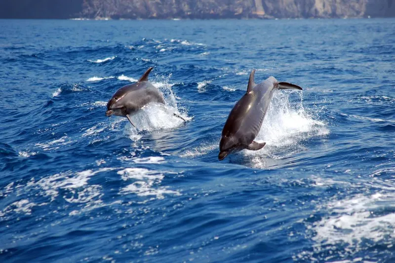 Choisissez des prestataires respectueux de l’environnement pour observer dauphins et baleines à Tenerife.