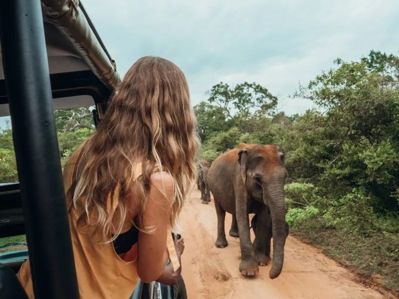 Voir des éléphants lors d'un safari au Sri Lanka est une expérience inoubliable.