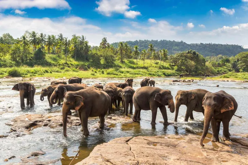 L’éléphant est comme l’animal emblématique du Sri Lanka.