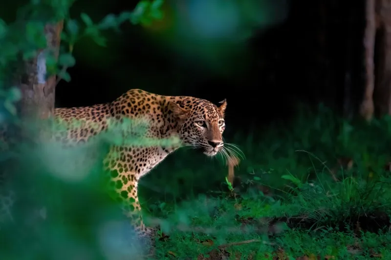 Le parc national de Yala est réputé pour sa densité exceptionnelle de léopards.