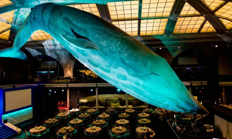 Le musée d'histoire naturelle de New York émerveille petits et grands avec ses dinosaures et sa baleine bleue géante.