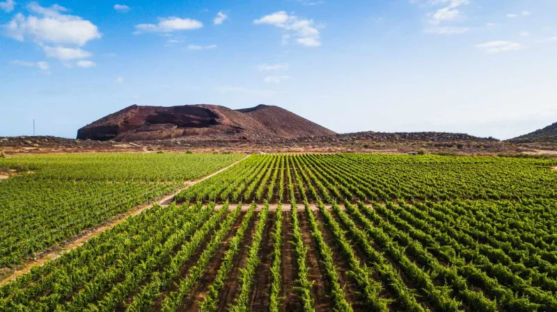 À Tenerife, les vignes poussent sur des sols volcaniques aux microclimats uniques.