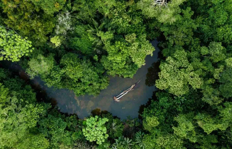 En 2026, découvrez le tourisme régénératif en Amazonie.