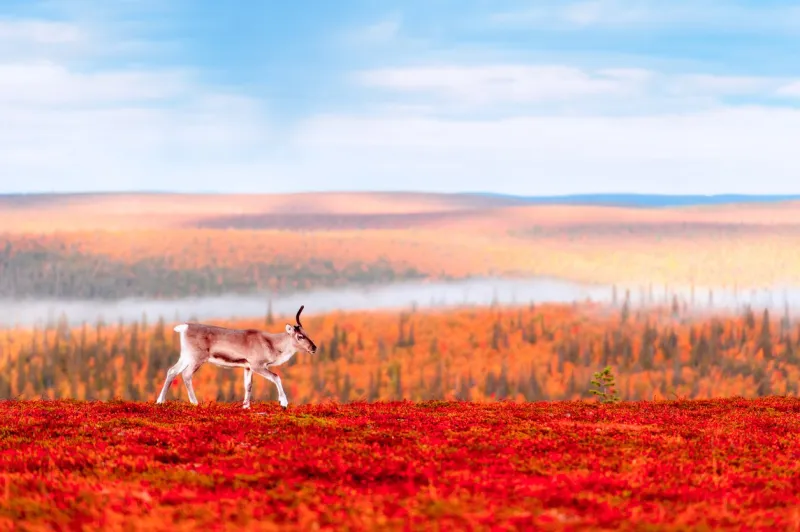 L’automne en Finlande fait flamboyer les forêts de couleurs dorées.