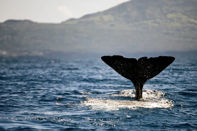 En 2026, partez observer les baleines aux Açores.