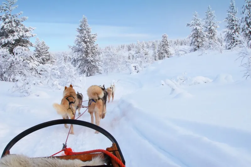 Parcourir la Laponie en chien de traîneau est une expérience magique, à condition de choisir un prestataire soucieux du bien-être des animaux.