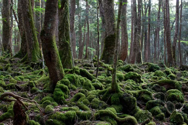 Au pied du mont Fuji, Aokigahara est surnommée "la forêt des suicides".