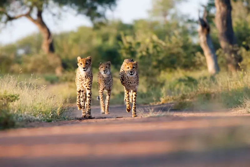 Le parc Kruger est l'endroit idéal pour admirer les "Big Five".