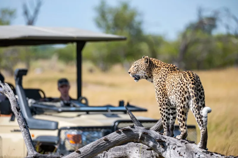 Un léopard dans le delta de l'Okavango au Botswana.