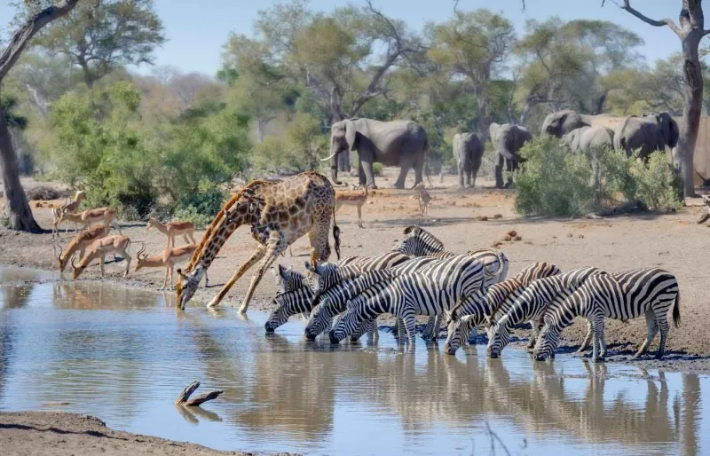 La meilleure période pour faire un safari en Afrique du Sud s'étend de mai à septembre.
