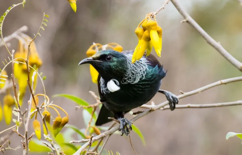 Un tūī près de Taupō.