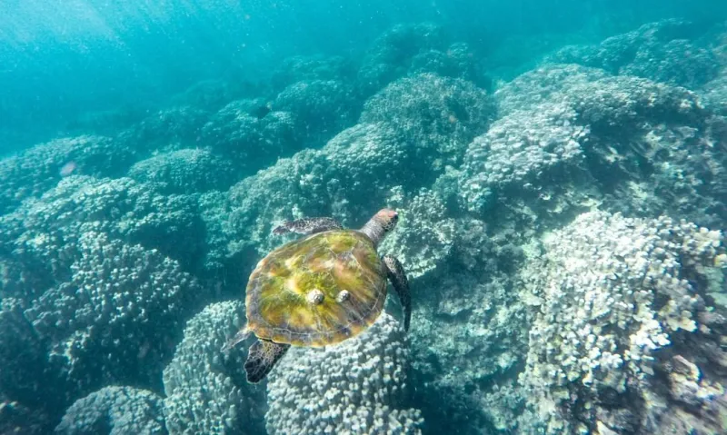 Les eaux d’Oman abritent plusieurs espèces de tortues marines, offrant aux visiteurs la chance unique de les observer dans leur habitat naturel.