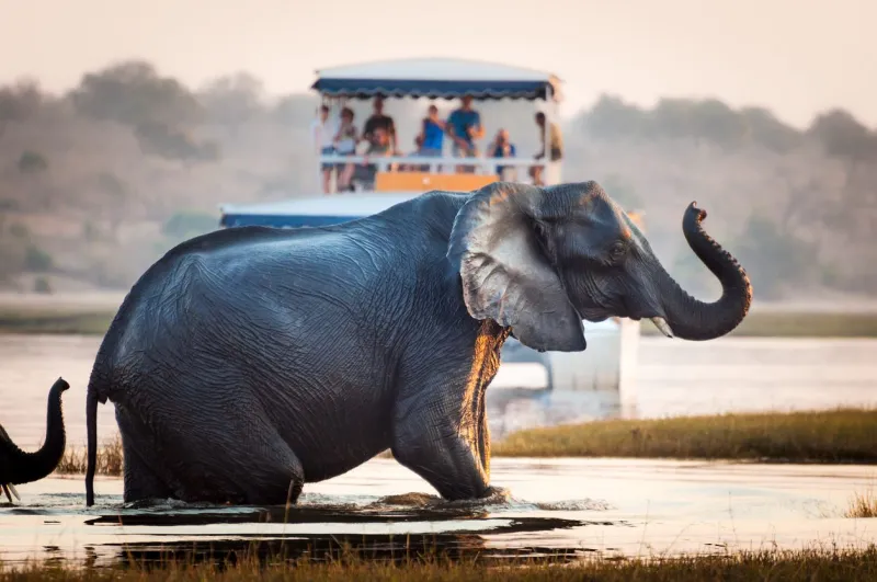 Le parc national de Chobe accueille l’une des plus vastes populations d’éléphants de la planète.