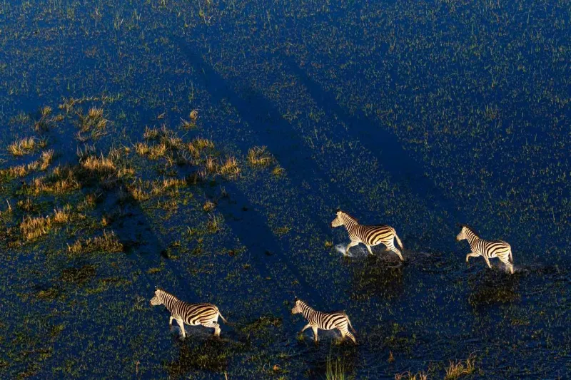 La migration des zèbres au Botswana se déroule chaque année entre décembre et avril, pendant la saison des pluies.