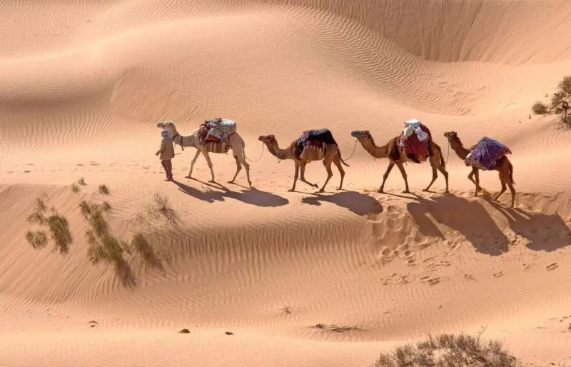 Randonner à dos de chameau dans le Sahara est une activité incontournable en Tunisie.