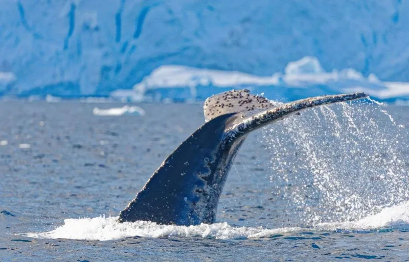 En Antarctique, observer les majestueuses baleines surgir des eaux glacées est un spectacle inoubliable.