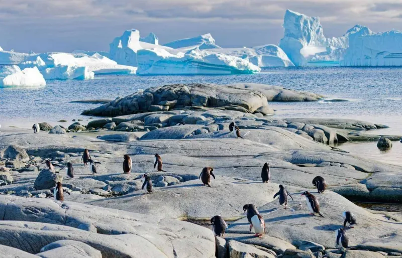 Une colonie de manchots.