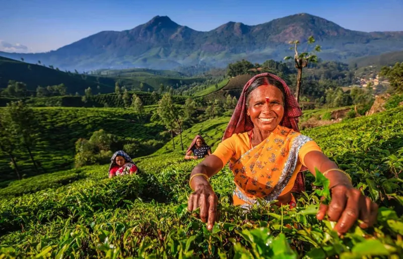 Découvrez la culture du thé dans les collines de Munnar.